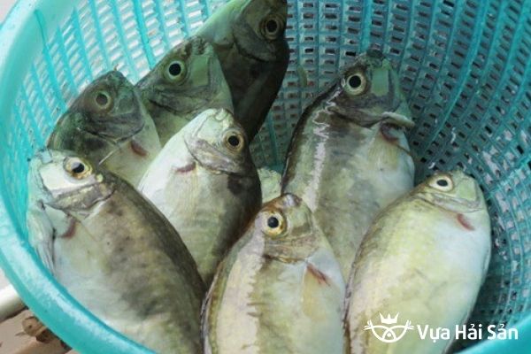 Giá cá kình của Vựa Hải Sản tại TP.HCM