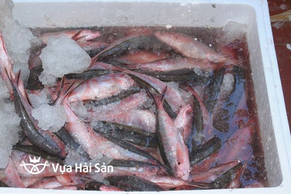 Mua cá đỏ củ tại Vựa Hải Sản
