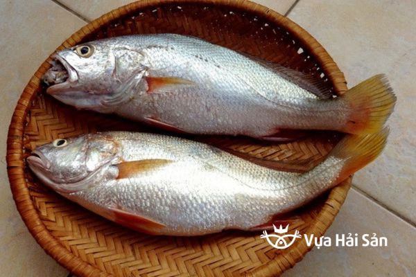Cá sóc 17 Mua cá sóc tươi ngon tại Vựa Hải Sản