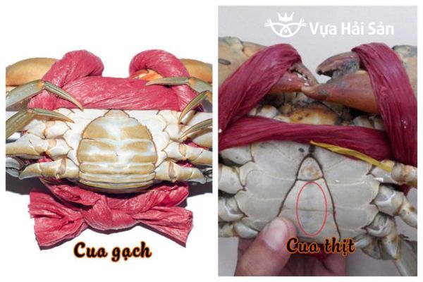 Phân biệt cua thịt và cua gạch